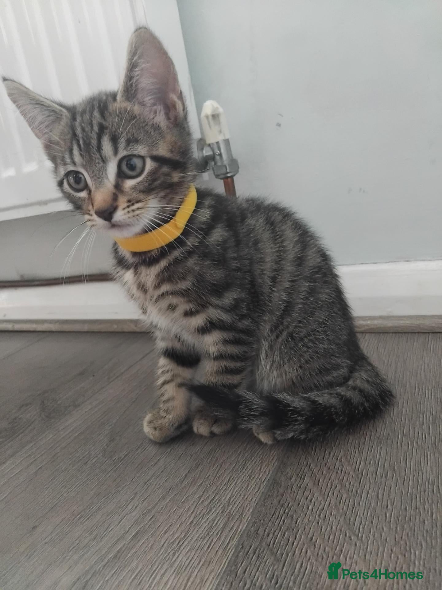 Domestic Shorthair cats Beautiful 9 weeks old Tabby kittens  - Advert 10