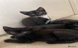 Mixed Breed cats for sale: Playful kitten  - Image 4