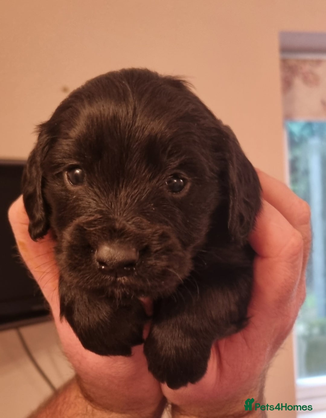 Cocker Spaniel dogs for sale: Gorgeous Working Cocker Boys - Advert 4