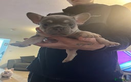 French Bulldog dogs for sale: French bulldog bitches  - Advert 8