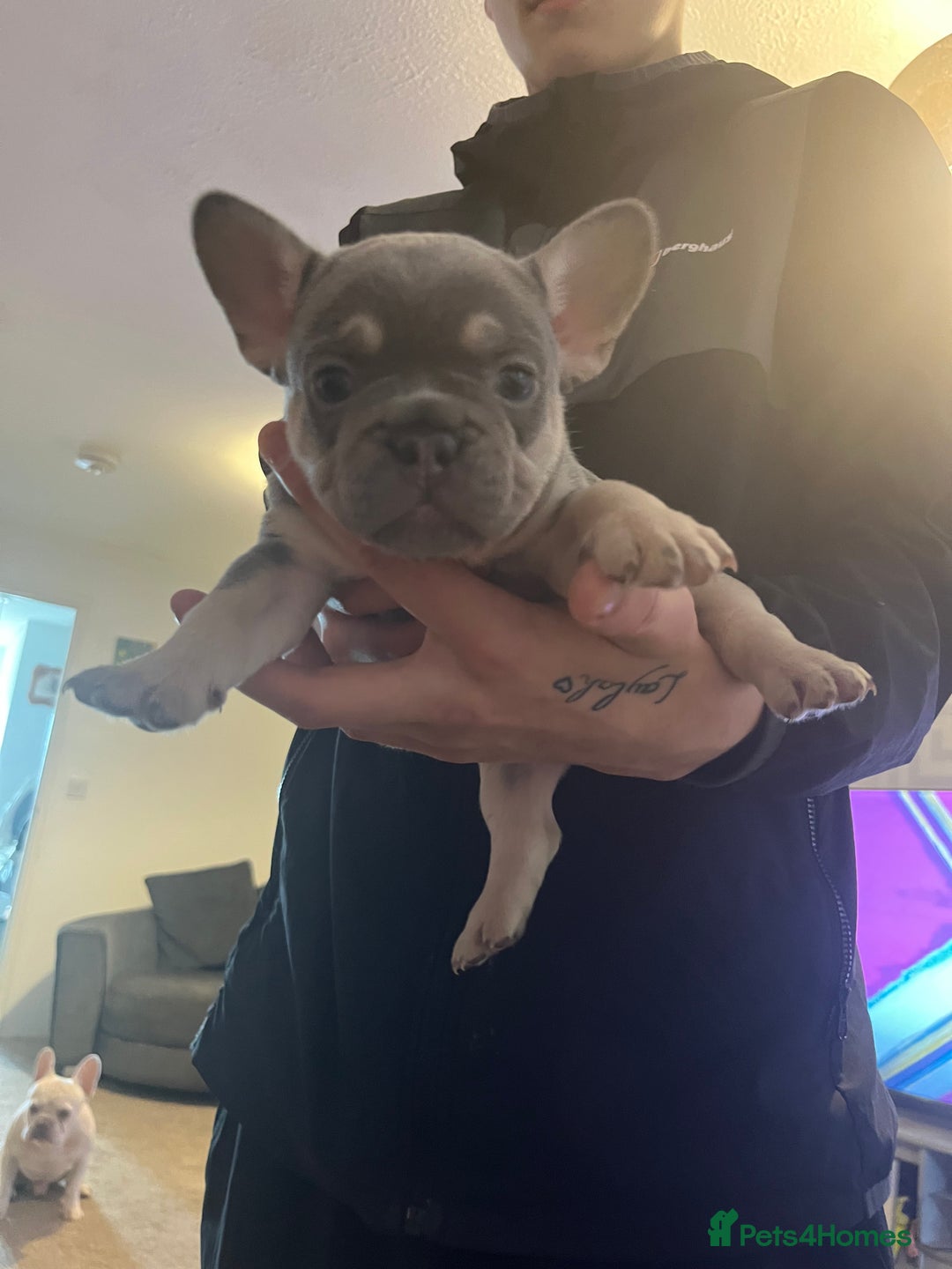 French Bulldog dogs for sale: French bulldog bitches  - Advert 8