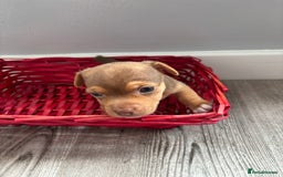 Jack Russell dogs for sale: Miniature Jack Russell’s   - Image 17