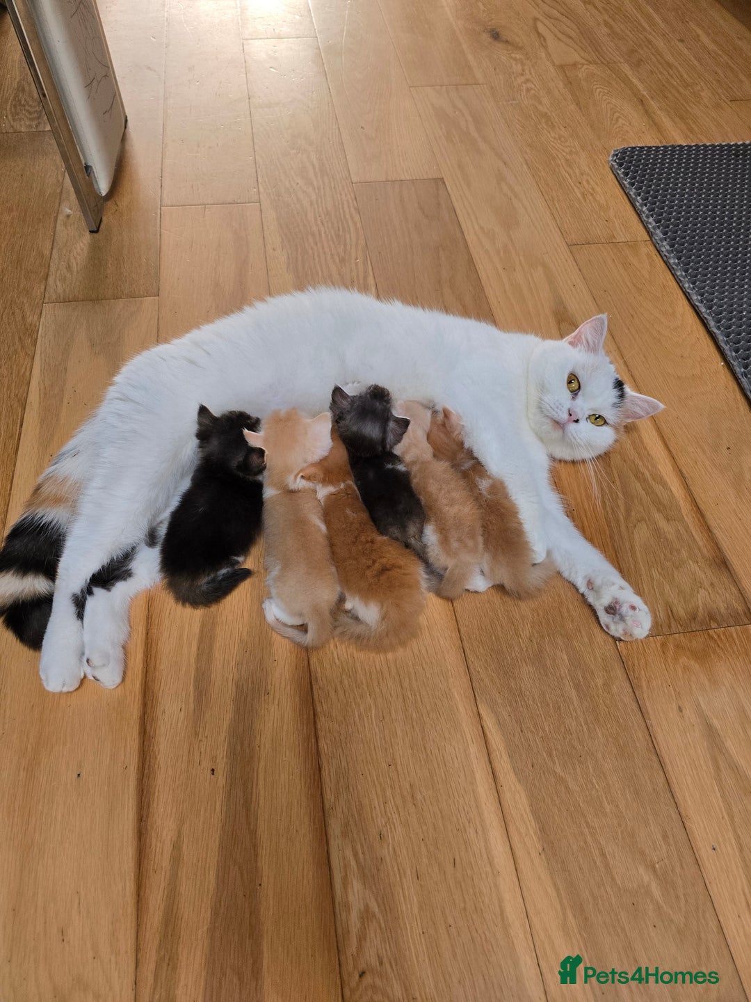 Scottish Fold cats for sale: Scottish Straight purebred kittens  - Image 27