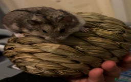 Hamster rodents for sale: Pure bred Campbells dwarf hamsters  - Advert 8