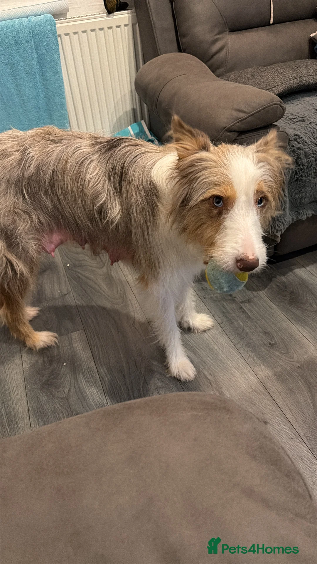 Mixed Breed dogs for sale: Stunning Border Collie Cross Puppies Family Raised - Advert 4