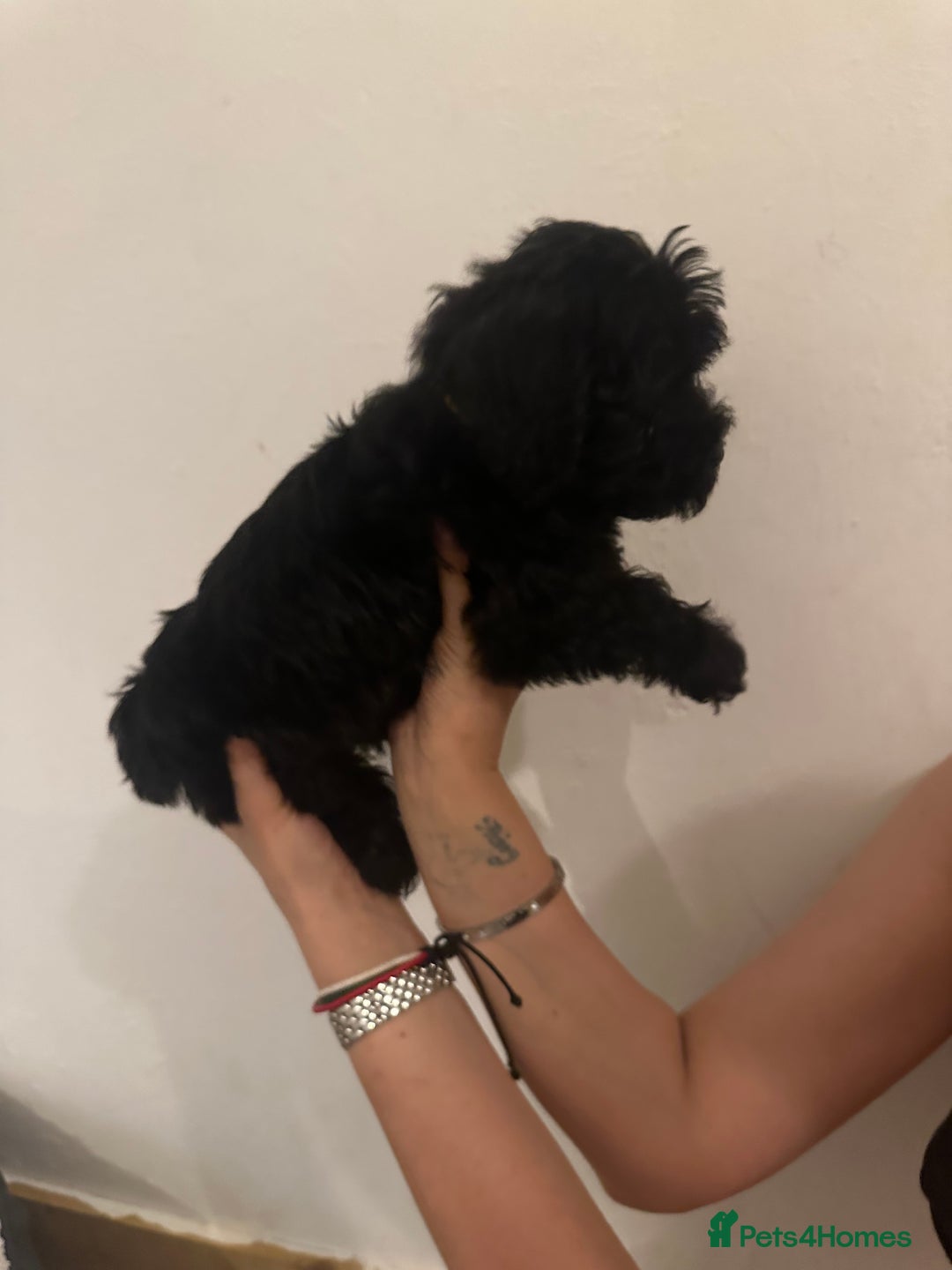 Yorkiepoo dogs for sale: 5 Beautiful F1 Yorkiepoo’s - Image 6