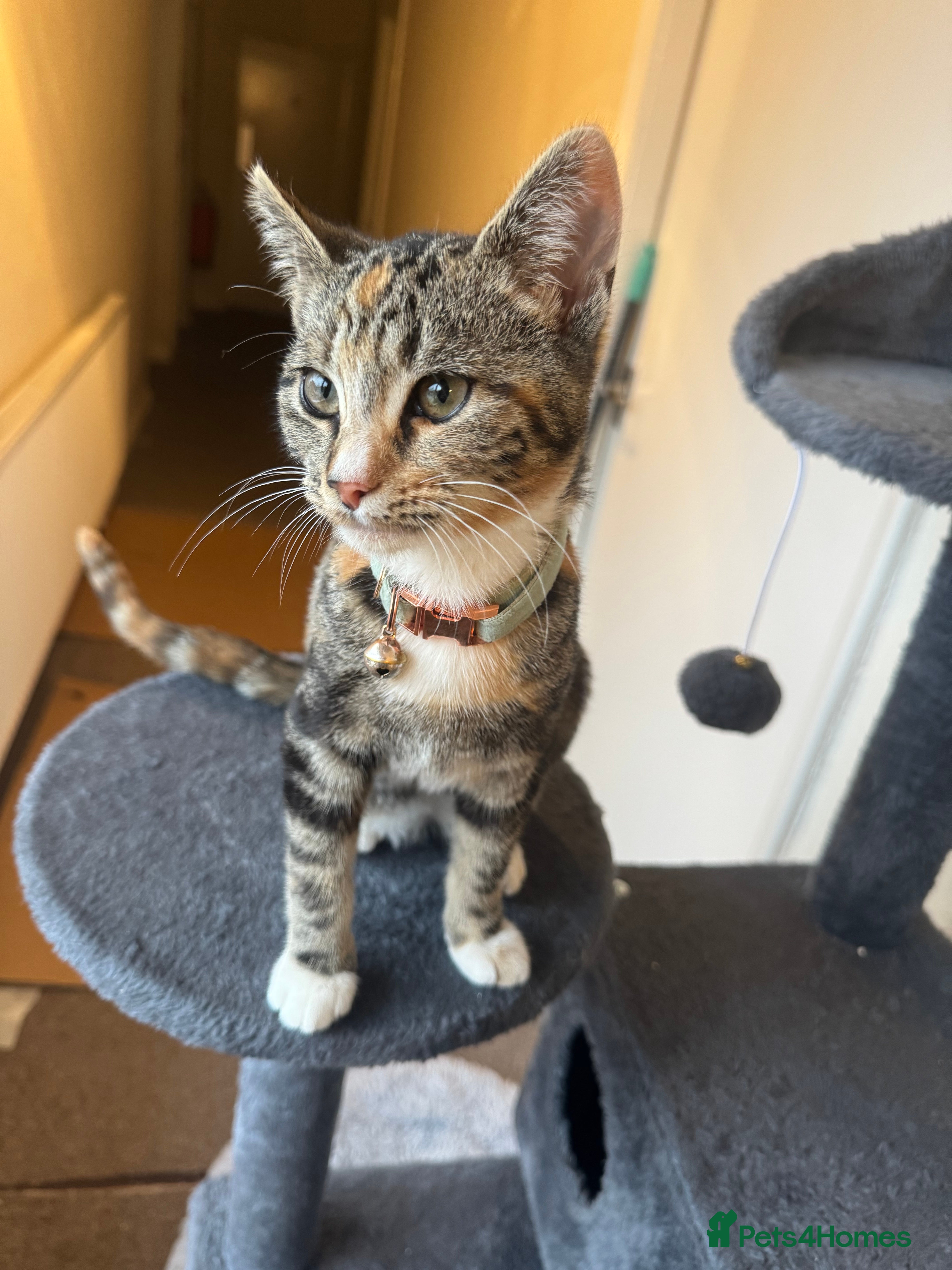 Domestic Shorthair cats 1 year old female cat  - Advert 11