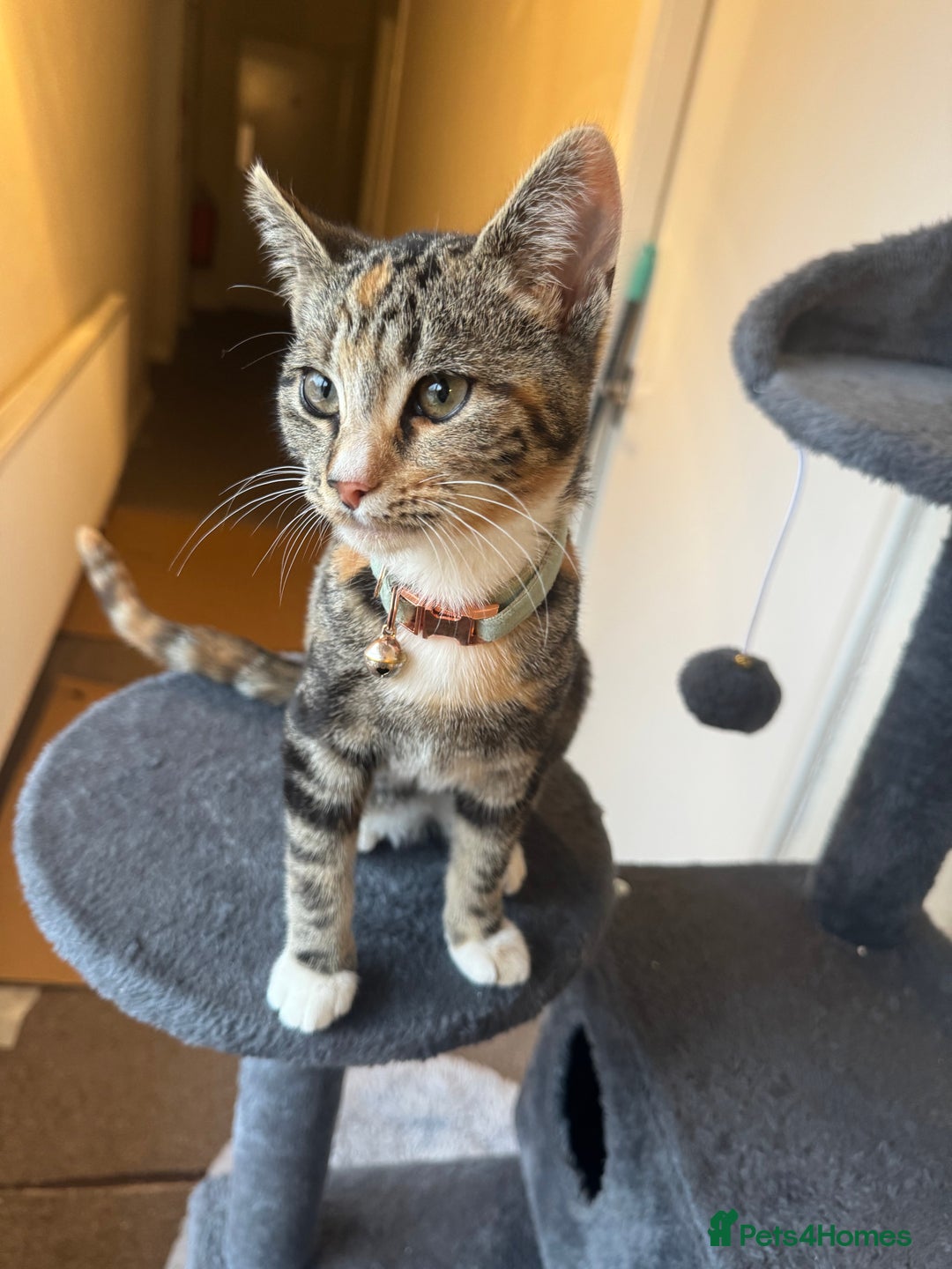 Domestic Shorthair cats for sale: 1 year old female cat  - Image 1