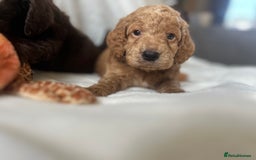 Cockapoo dogs for sale: beautiful toy cockapoo - Image 21