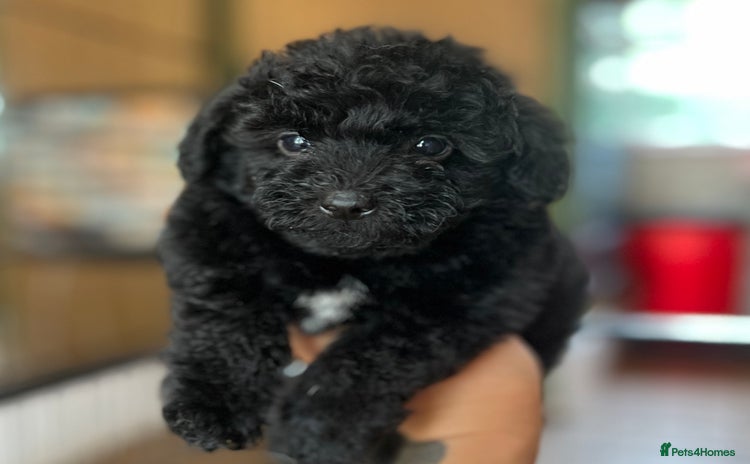 Yorkiepoo dogs - Advert 9