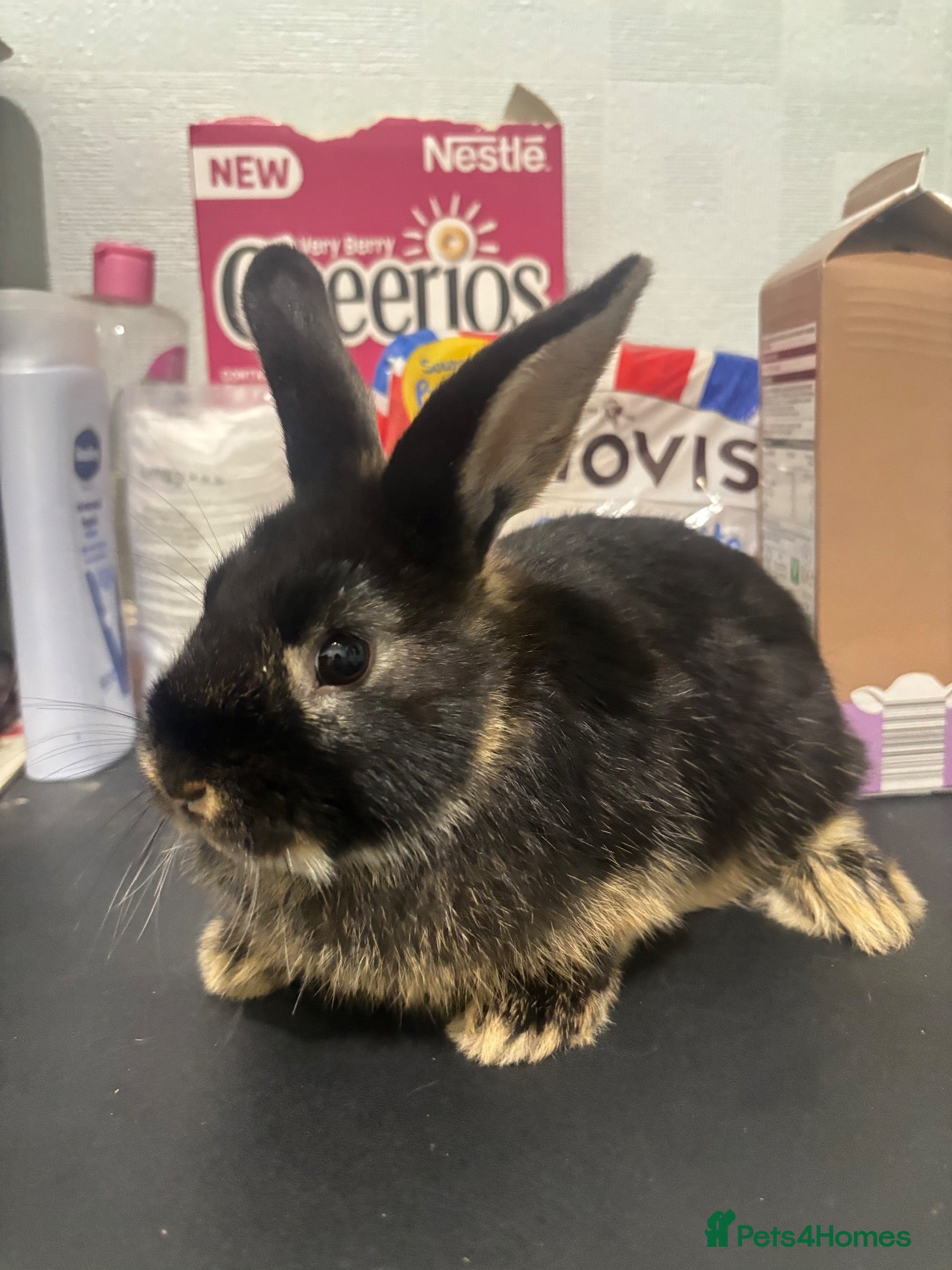 Mixed Breed rabbits 4 mini lop cross 3 female 1 male - Advert 1