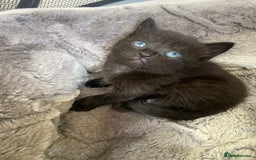 Mixed Breed cats for sale: Mix/English shorthair  - Image 2