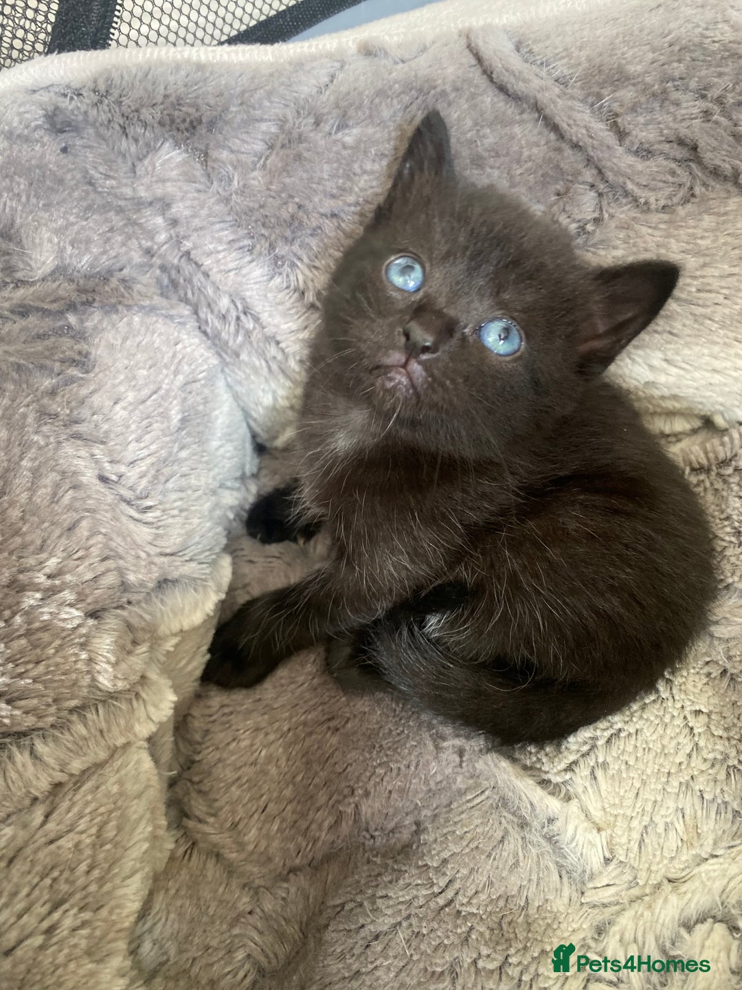 Mixed Breed cats for sale: Mix/English shorthair  - Image 2