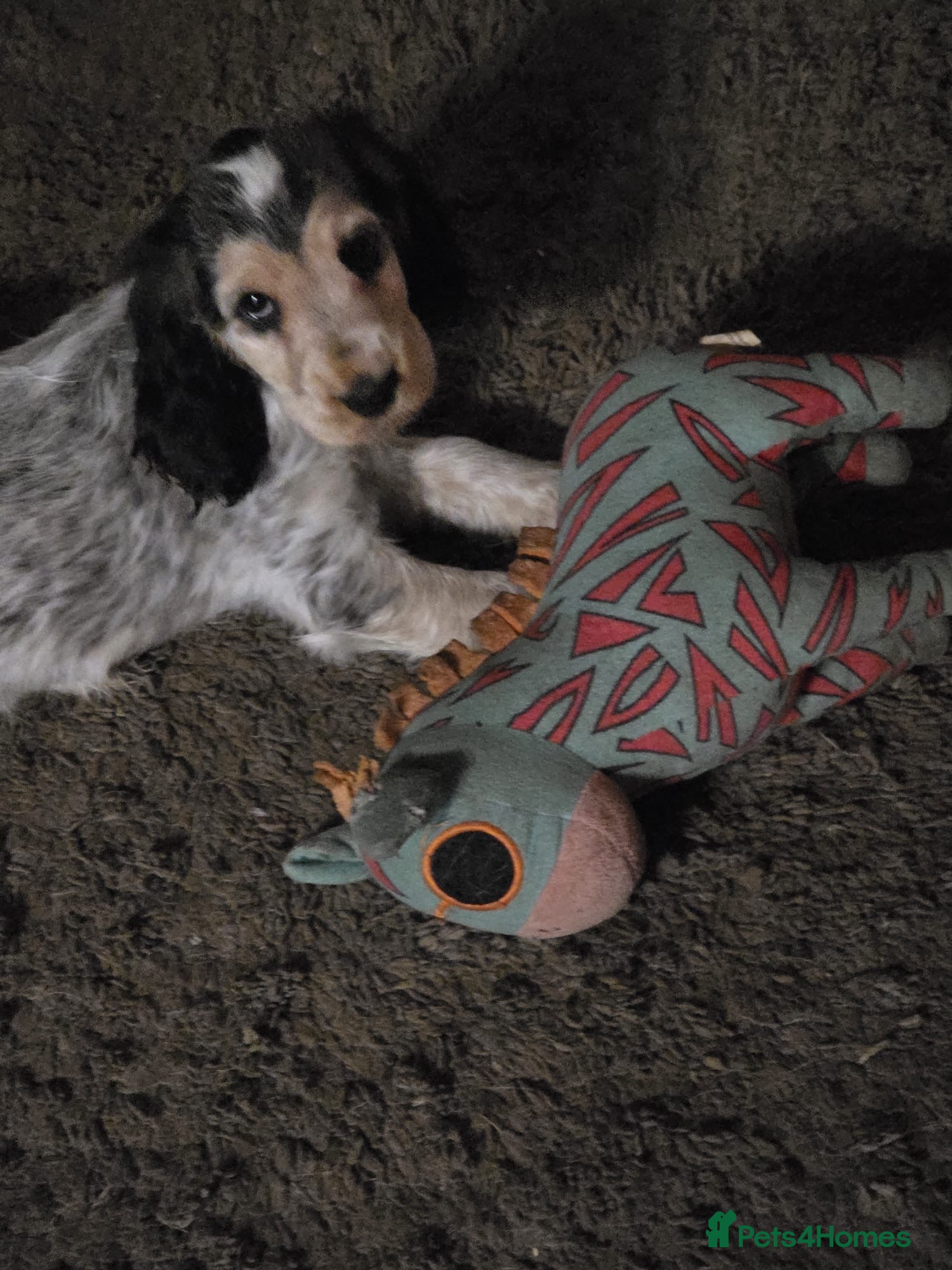 Cocker Spaniel dogs Last of Stunning litter of show cockers - Advert 17