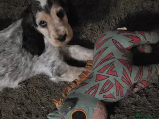 Cocker Spaniel dogs Last of Stunning litter of show cockers - Advert 17