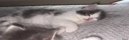 British Longhair cats for sale: British longhair kittens - Advert 13