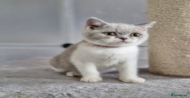 British Shorthair cats - Advert 12