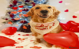 Golden Retriever dogs for sale: 🤍🧸 Litter Annoucement - Home Raised GR Puppies - Image 7