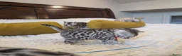 Bengal cats for sale: 🖤🩶🤍 Stunning Bengal Kittens 🤍🩶🖤 - Advert 16