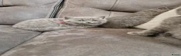 British Shorthair cats for sale: British shorthair blue BSH kittens - Advert 12