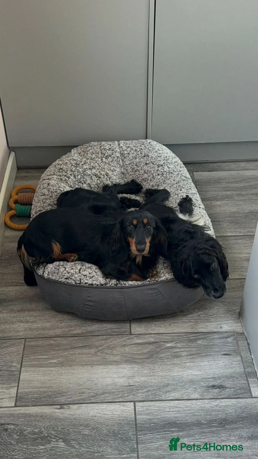 Miniature Dachshund dogs for sale: Adorable PUppies - Advert 9