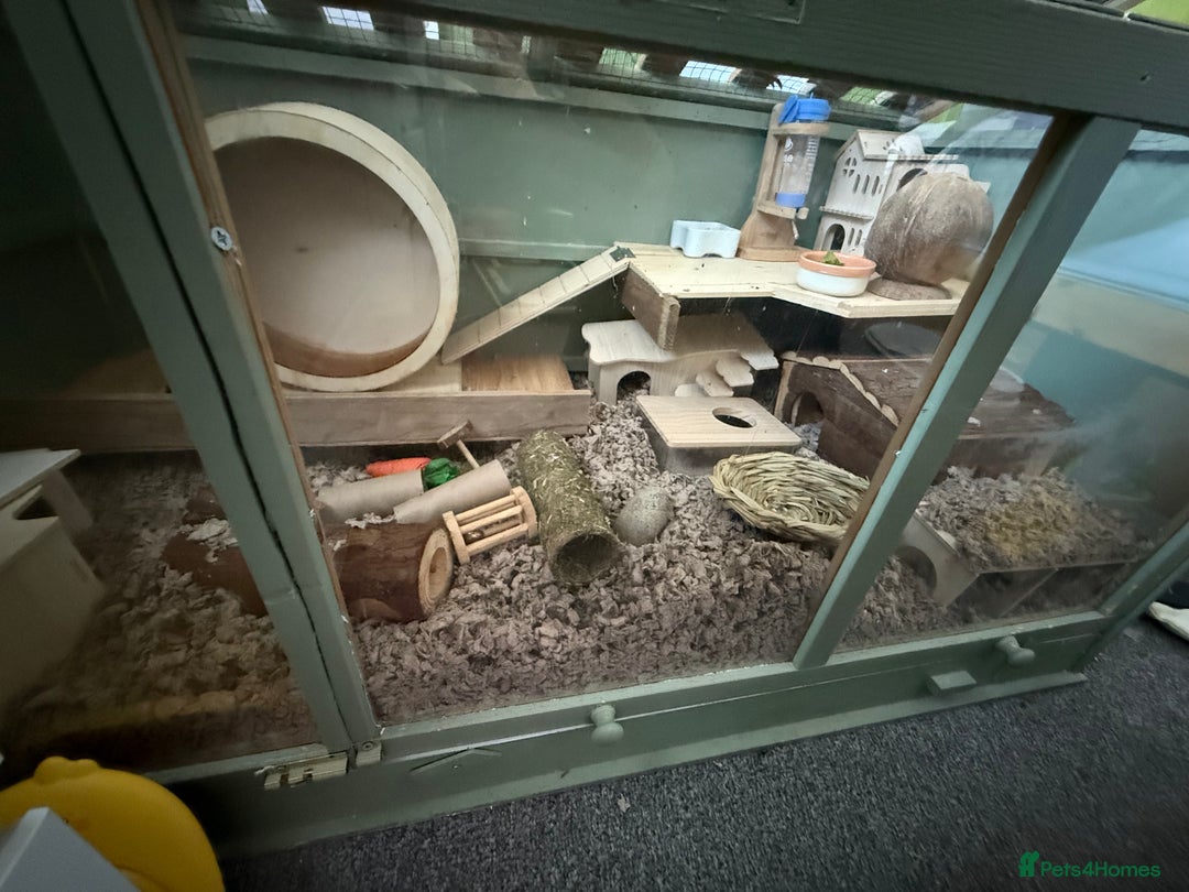 Hamster rodents for sale: Hamster cage - Advert 2