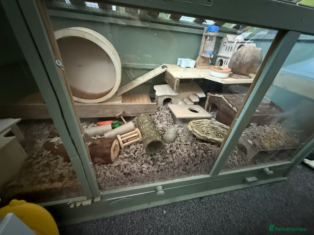 Hamster rodents for sale: Hamster cage - Advert 2