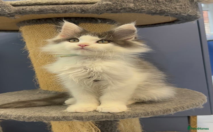 Maine Coon cats - Advert 2