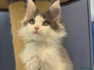 Maine Coon cats - Advert 3