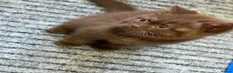 British Shorthair cats for sale: British Short Hair Chocolate Kittens in Stoke-on-Trent - Advert 3