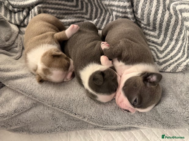Boston Terrier dogs - Advert 1