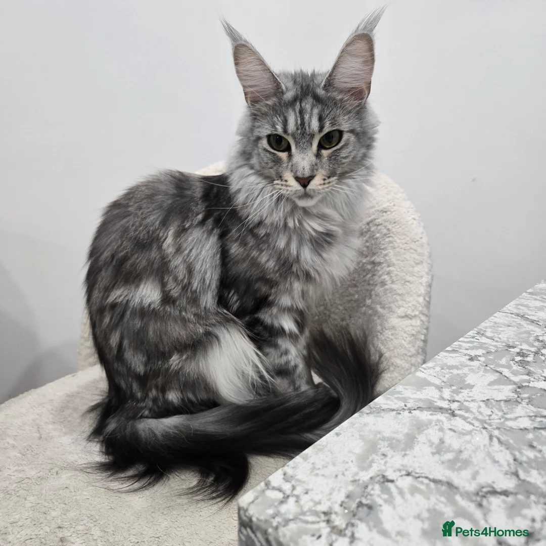 Maine Coon cats for sale: Maine coon cross - Advert 2