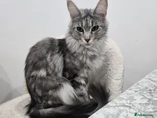 Maine Coon cats Maine coon cross - Advert 2