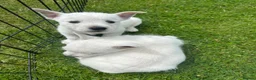 West Highland Terrier dogs for sale: West highland terrier  in Northallerton - Advert 20