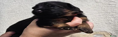 German Shepherd 1