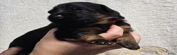 German Shepherd dogs for sale: KC, DM clear, health tested, German Shepherds  - Advert 25