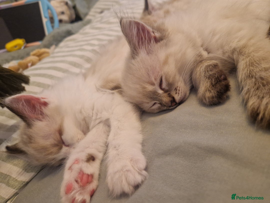 Ragdoll cats for sale: Stunning baby ragdolls - Image 2