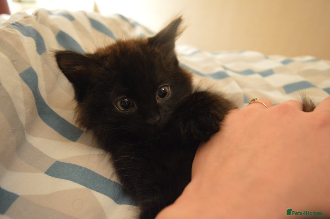 European cats for sale: Kitten ready to leave - Image 7