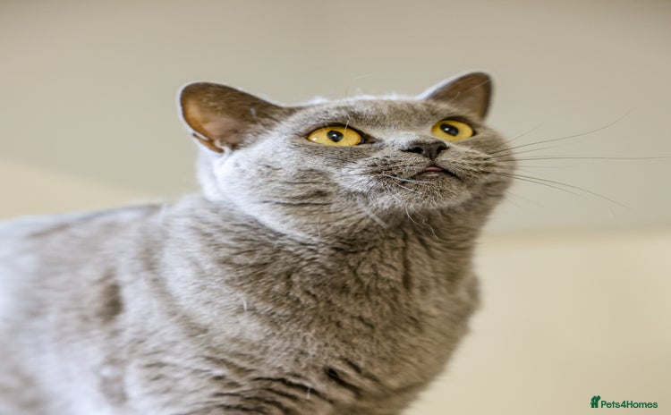 British Shorthair cats - Advert 1