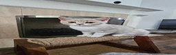 British Shorthair cats for sale: ​Rare Female BSH Kittens: Pedigree Parents Only  - Advert 30