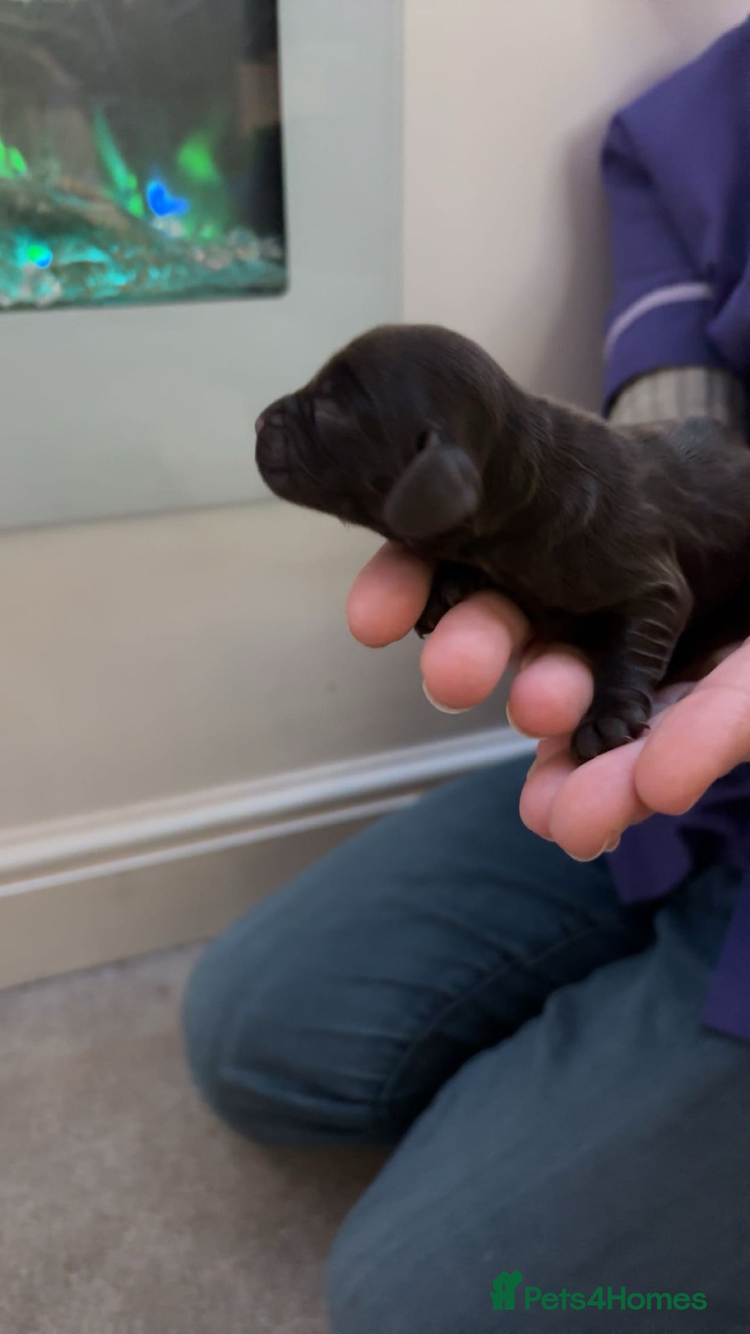 Mixed Breed dogs for sale: Cavapoo puppies  - Advert 10
