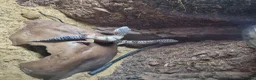 Leopard Gecko reptiles for sale: 2 Female Leopard Geckos & Full Set Up in Braintree - Advert 2