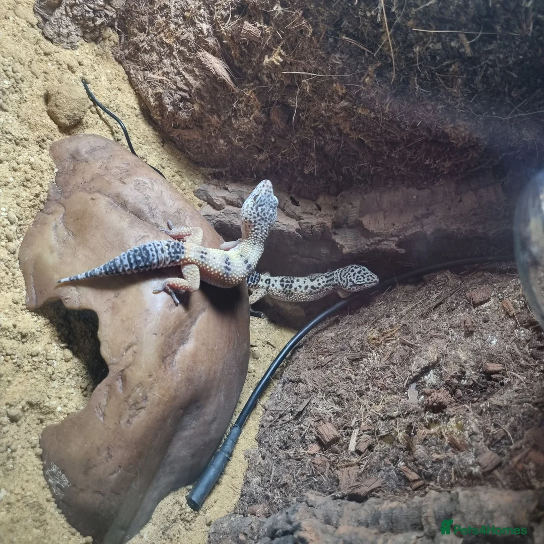 Leopard Gecko reptiles for sale: 2 Female Leopard Geckos & Full Set Up in Braintree - Advert 2