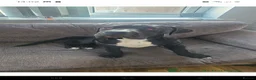 Mixed Breed dogs for sale: Looking for forever - Advert 1