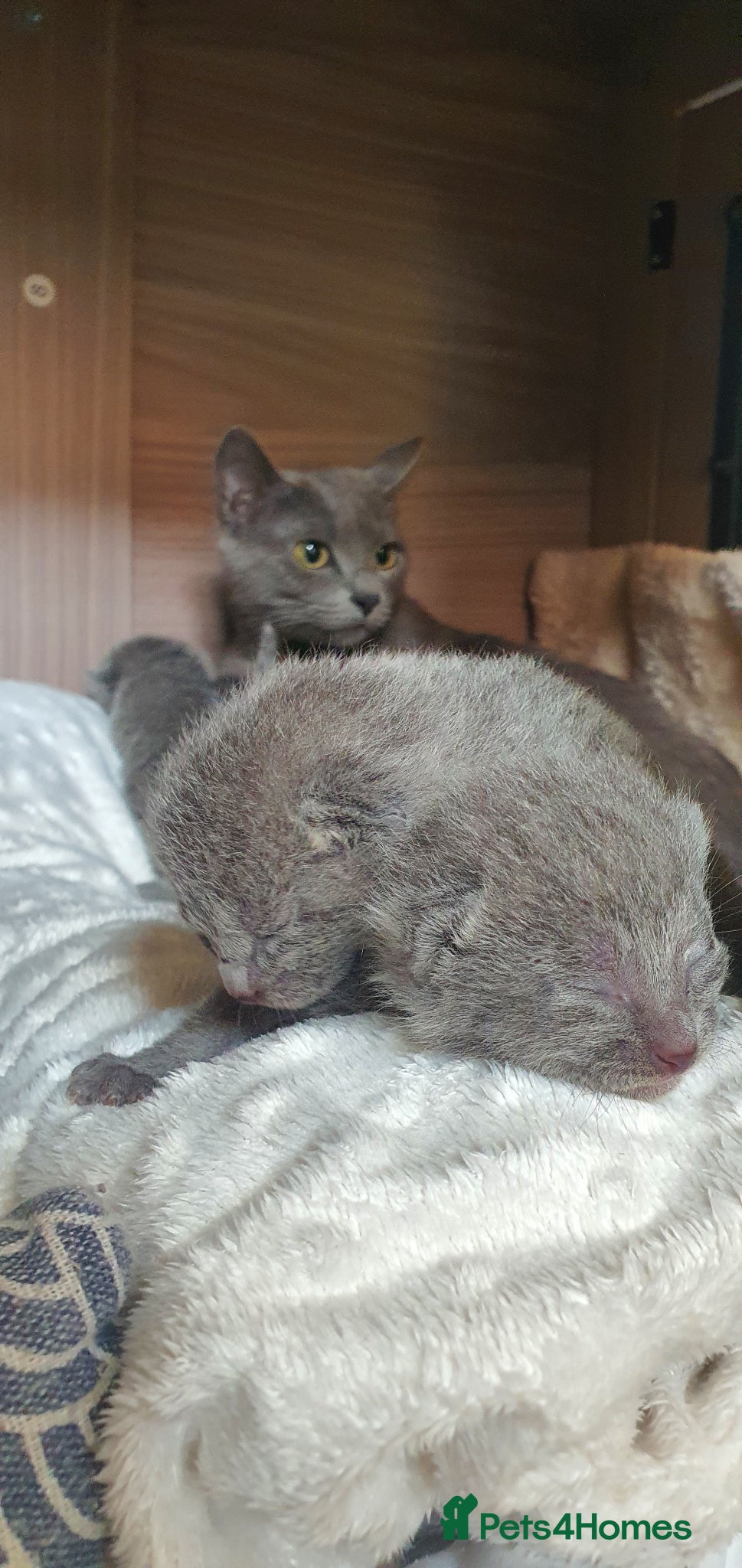 Russian Blue cats 🐾 Beautiful Russian Blue Kittens for Sale 🐾 - Advert 2
