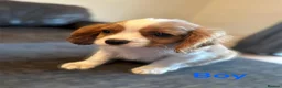 Cavalier King Charles Spaniel dogs for sale: CAVALIER KING CHARLES PUPS READY NOW KC REG  - Advert 10