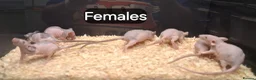 Rat rodents for sale: Baby Dumbo Rats , Males and Females  - Advert 13