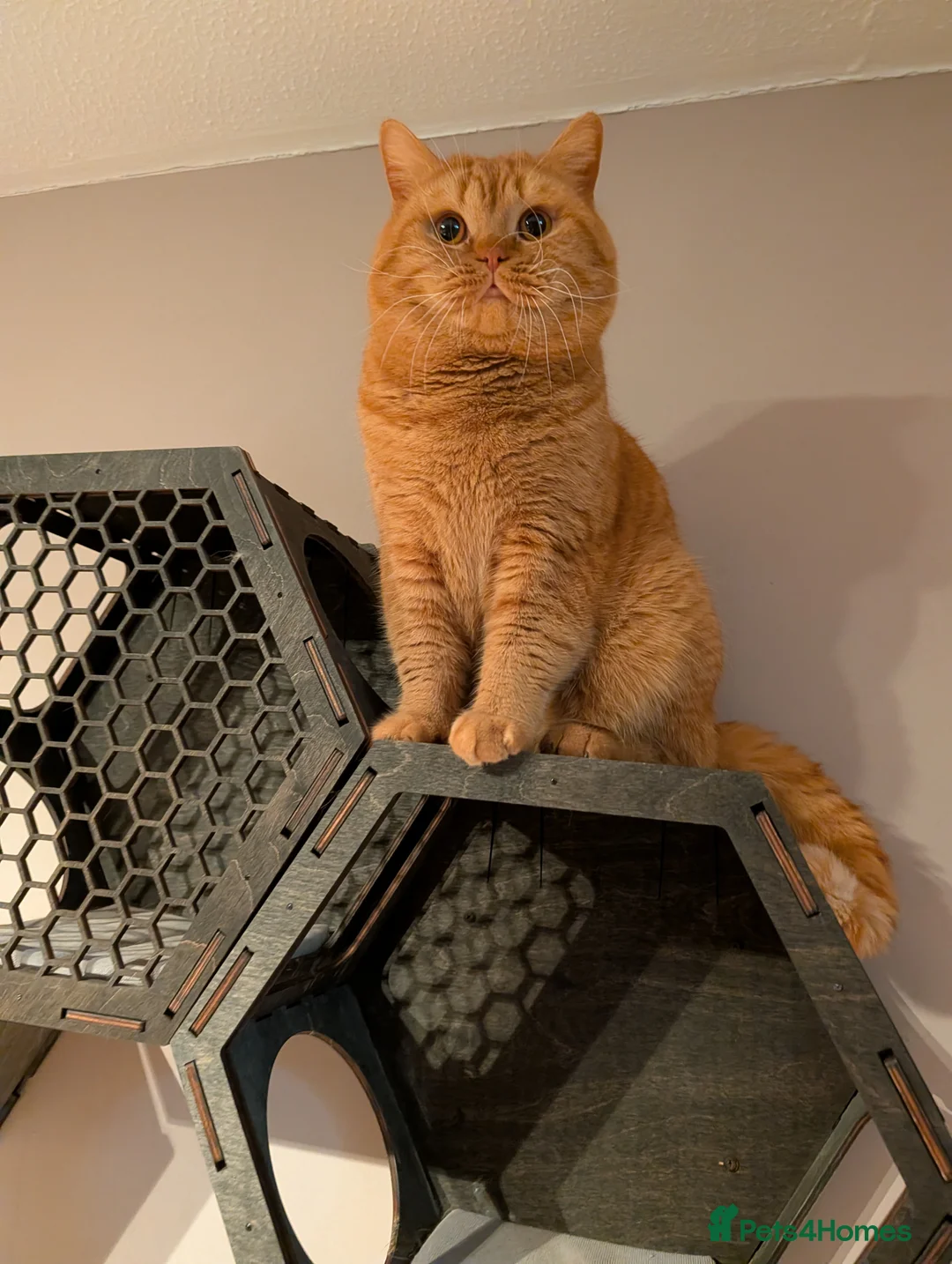 British Shorthair cats for stud: 🐯 European Import Champion Red BSH Boy ,BG-B😺 - Advert 9