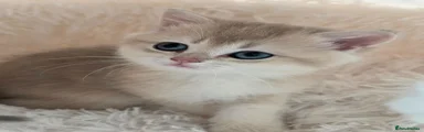 British Shorthair Kitten 4