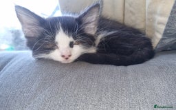 Mixed Breed cats for sale: mix Bengal and Norweign Forrest Kittens - Advert 7